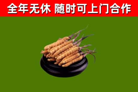 新龙县回收散虫草